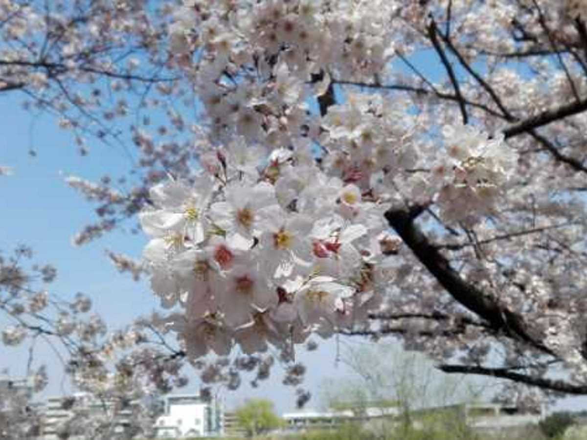 Jr鴨居 新横浜駅間で撮影した桜の画像まとめ Oar Style
